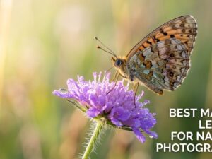 best macro lenses for nature photography