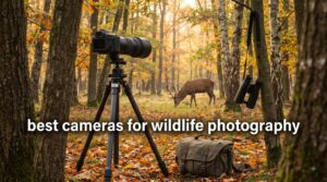 best cameras for wildlife photography