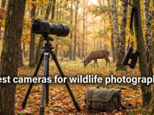 best cameras for wildlife photography