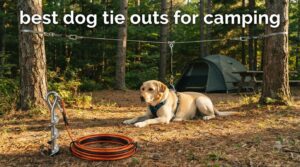 best dog tie outs for camping