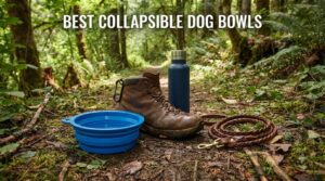 best collapsible dog bowls