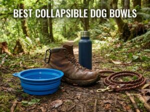 best collapsible dog bowls