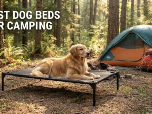 best dog beds for camping