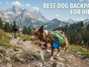 best dog backpacks for hiking