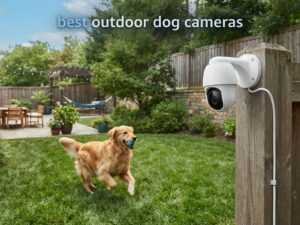 best outdoor dog cameras