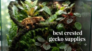 best crested gecko supplies