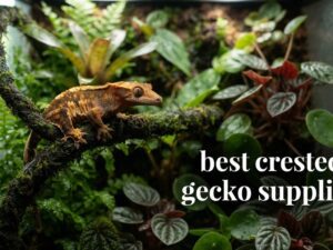 best crested gecko supplies