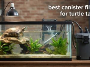 best canister filters for turtle tanks