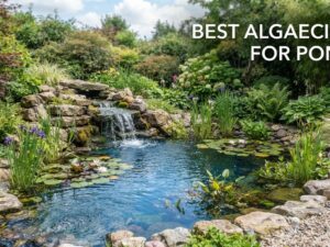 best algaecides for ponds