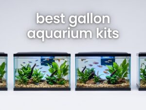 best 10 gallon aquarium kits