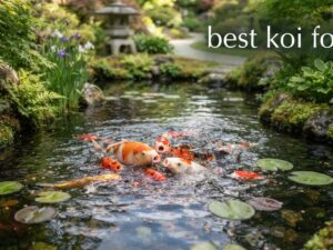 best koi food
