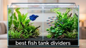 best fish tank dividers
