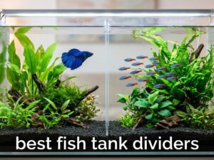 best fish tank dividers