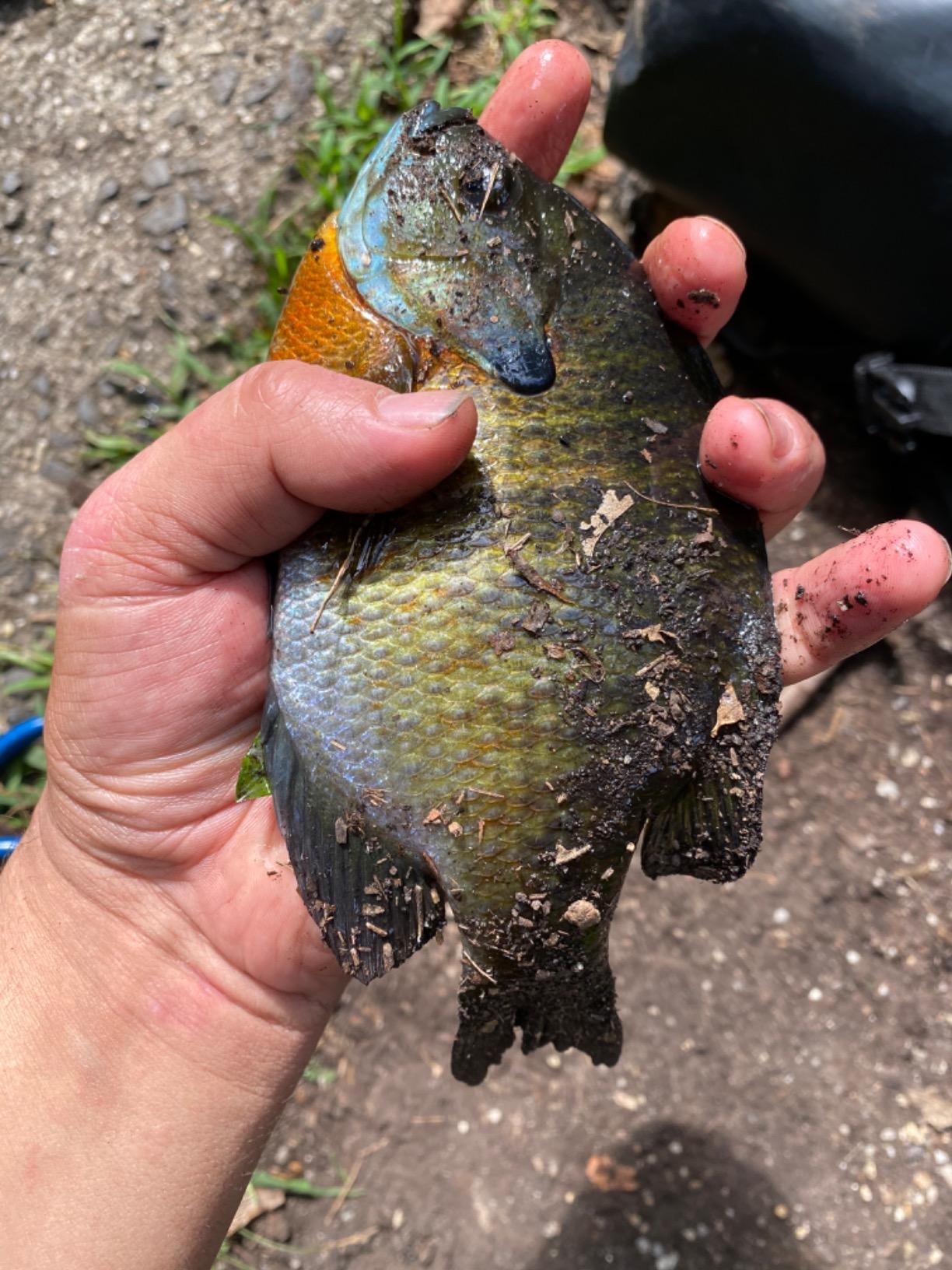 Yakima BaitRooster Tail in-Line Spinner customer photo 1