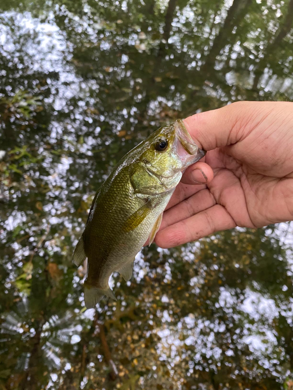 Yakima BaitRooster Tail in-Line Spinner customer photo 2