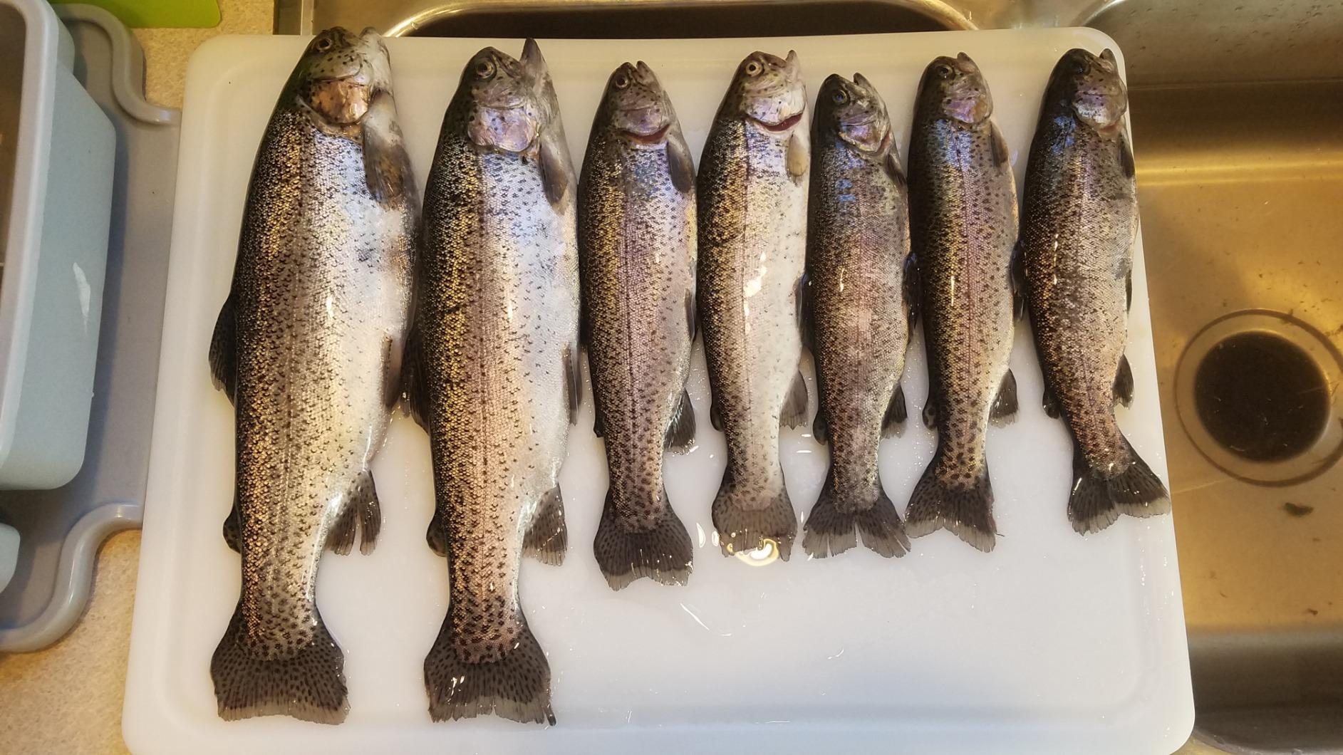 Berkley PowerBait Trout Fishing Dough Bait customer photo 1