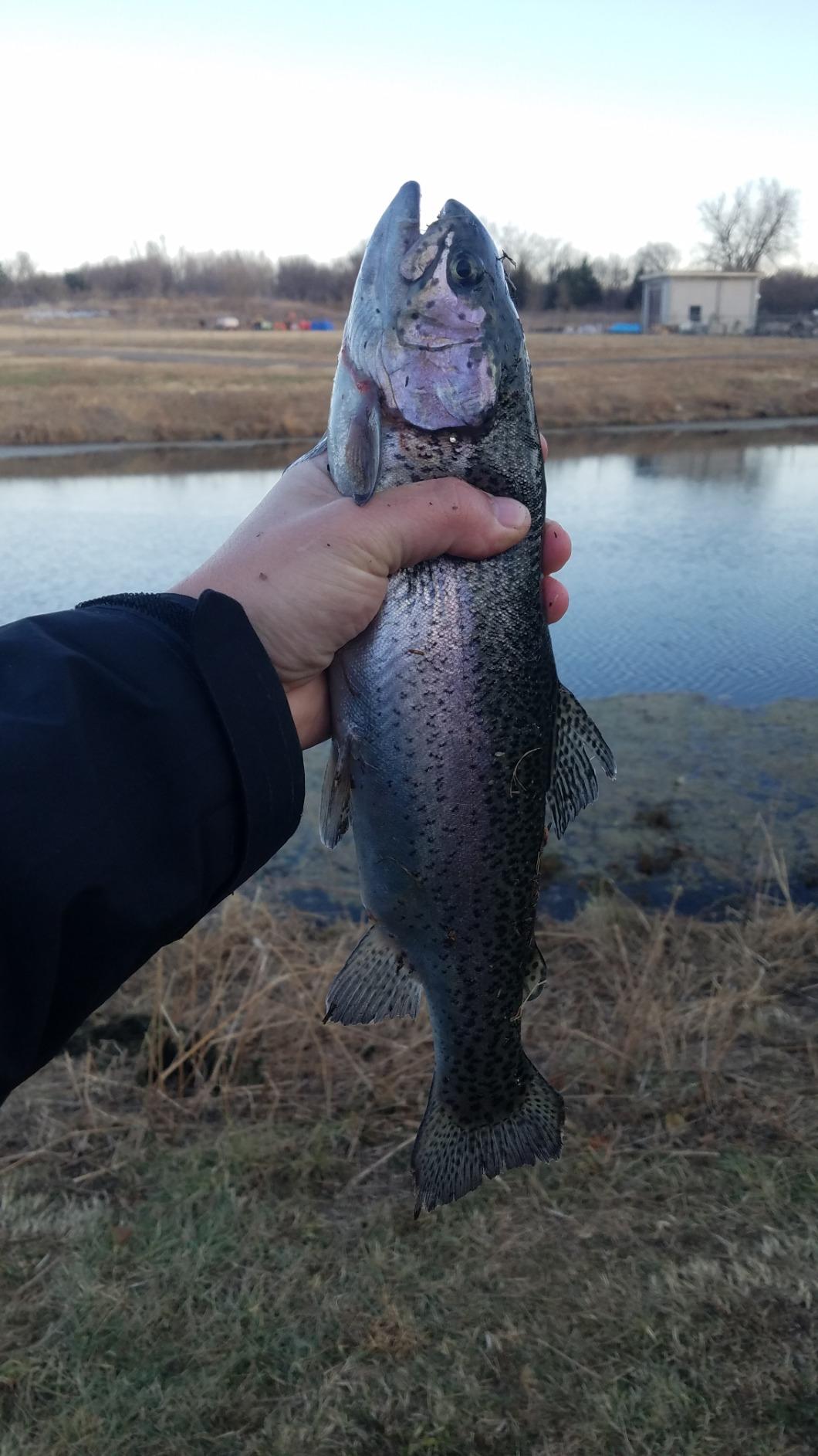 Berkley PowerBait Trout Fishing Dough Bait customer photo 2