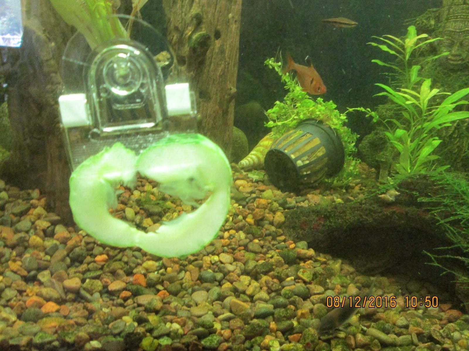Ocean Nutrition Fish Feeder Seaweed Clips for Saltwater Fish - Aquarium Suction Cups, Holds Food Intact, Prolongs Feeding Process, Pack of 2 for Tangs, Rabbitfish, Marine Angelfish, Wrasses, Damsels customer photo 1