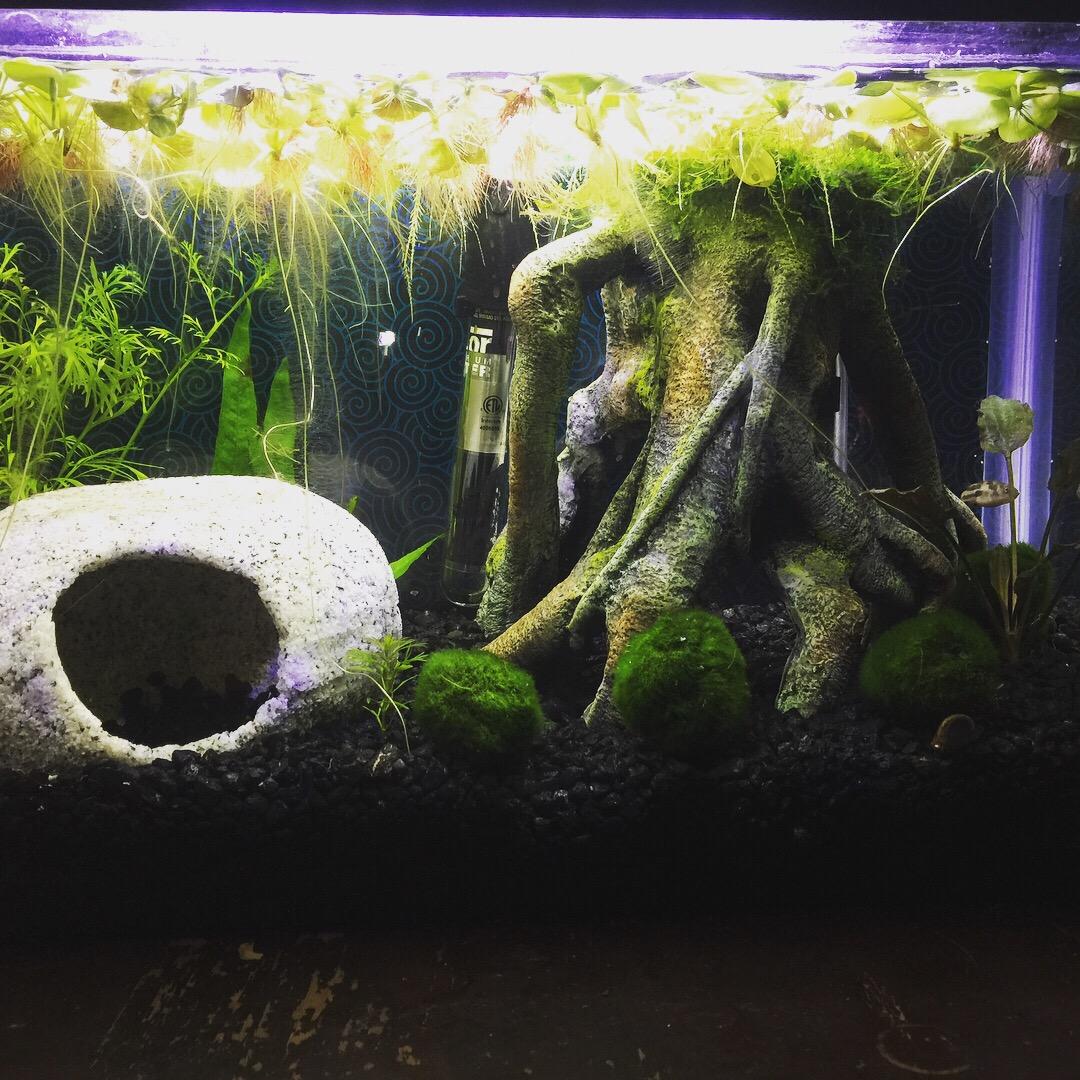API LEAF ZONE Freshwater Aquarium Plant Fertilizer 18-Ounce Bottle White customer photo 2