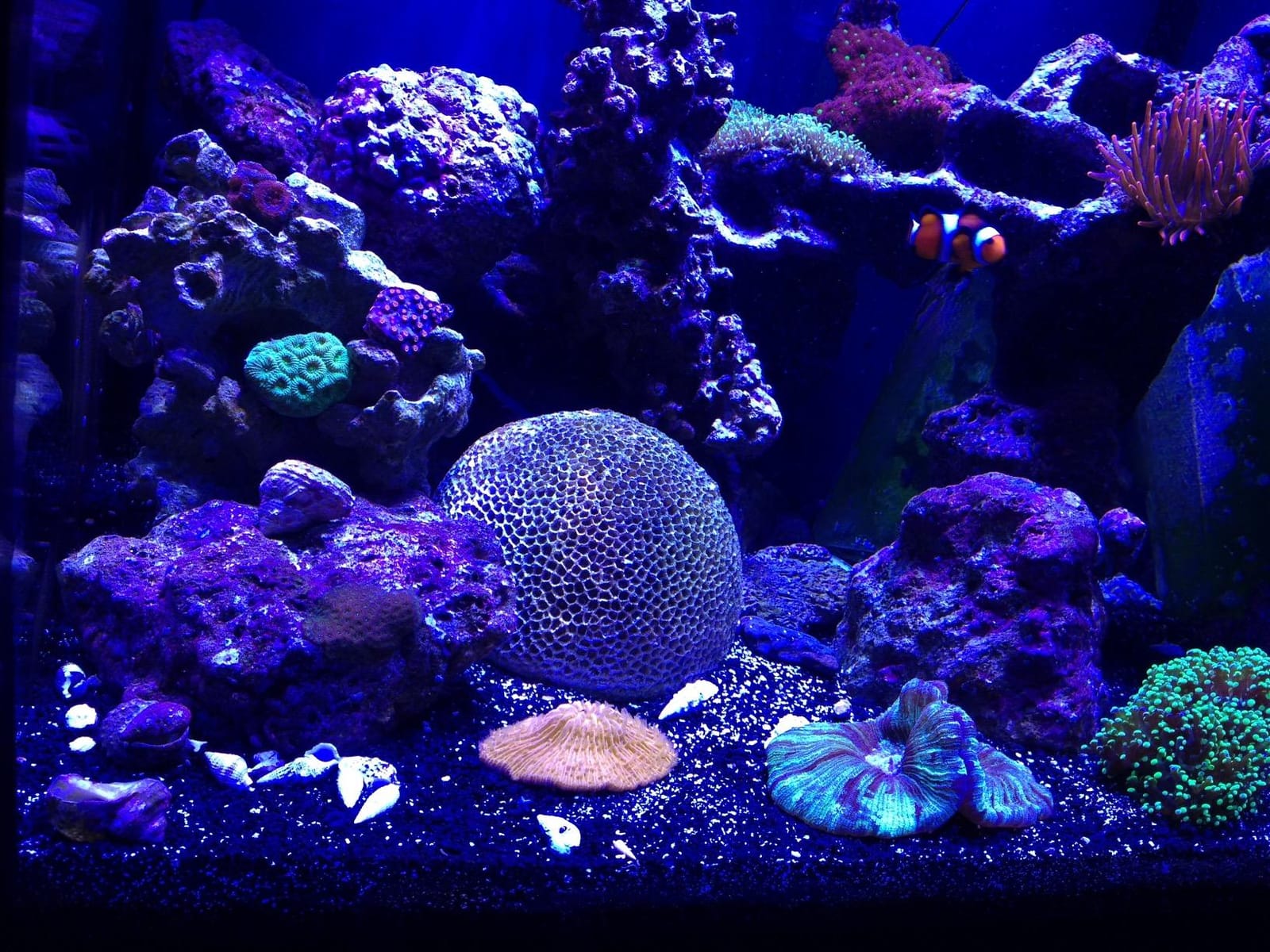 Two Little Fishies MarineSnow Plankton Diet for Reef Aquariums, 500 ml customer photo 1