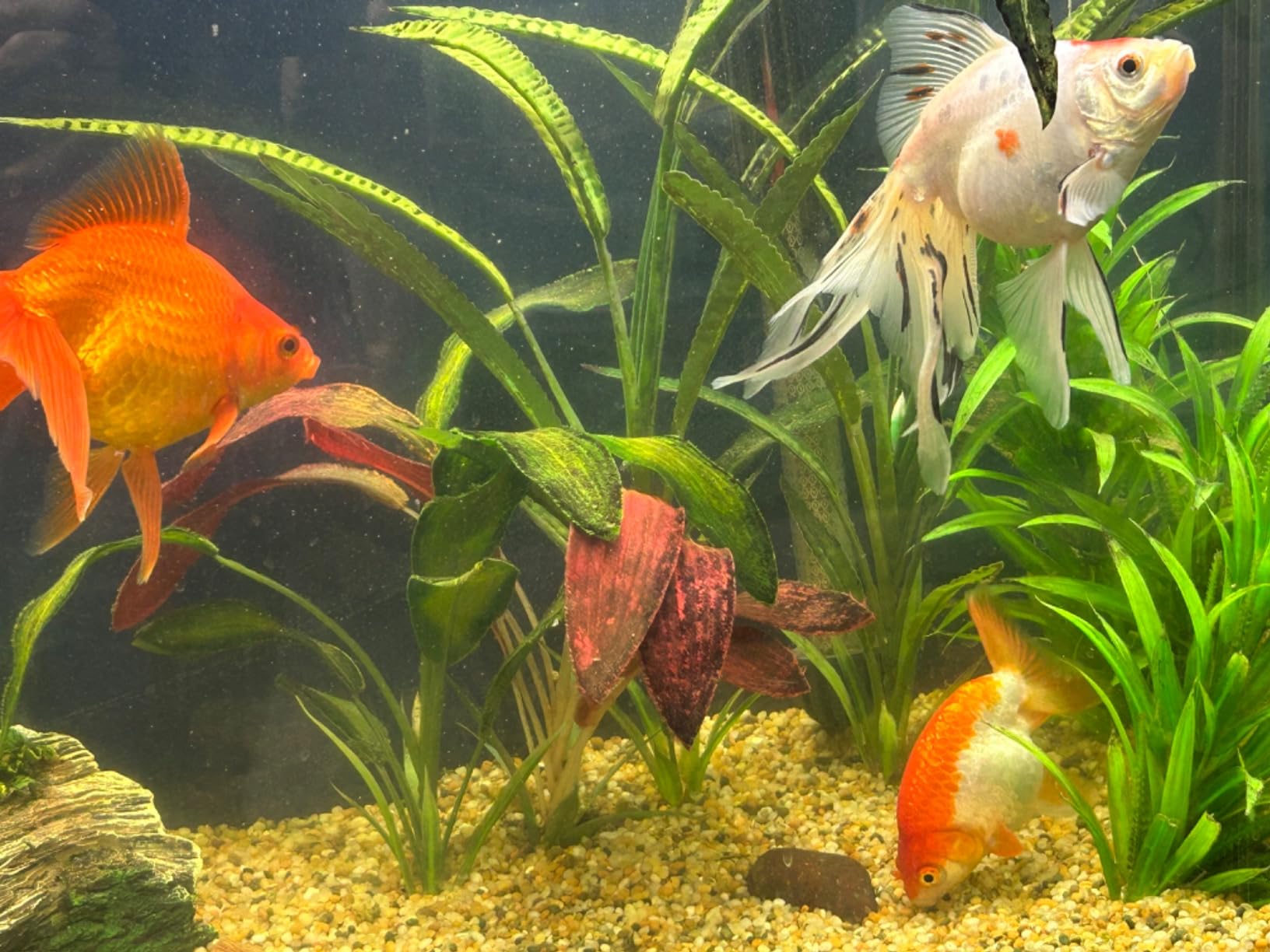 TetraPond Variety Blend, Pond Fish Food, for Goldfish and Koi Yellow 2.25 Pound (Pack of 1) customer photo 2