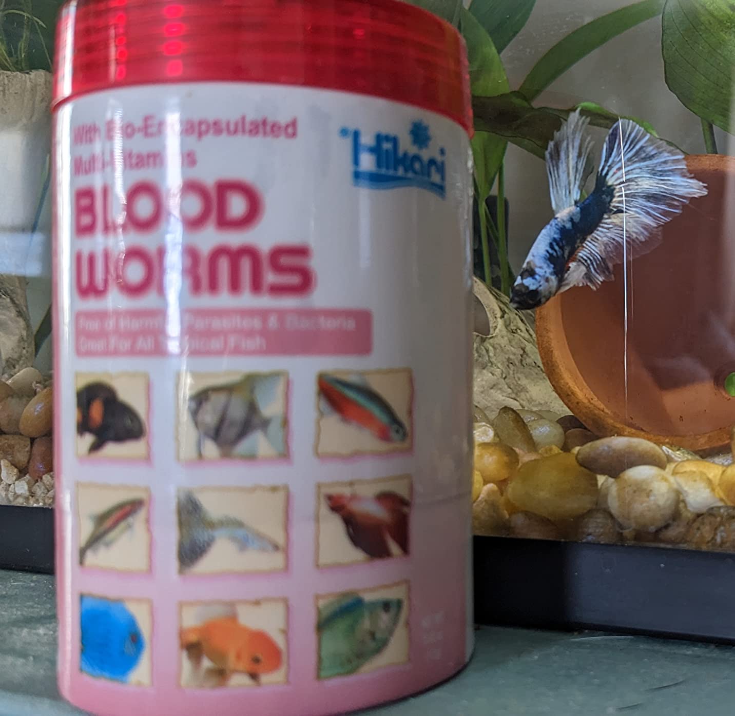 Hikari® Bio-Pure® Freeze-Dried Blood Worms, High-Protein FD Treats for Tropical Fish, 0.42 oz (12g) customer photo 2