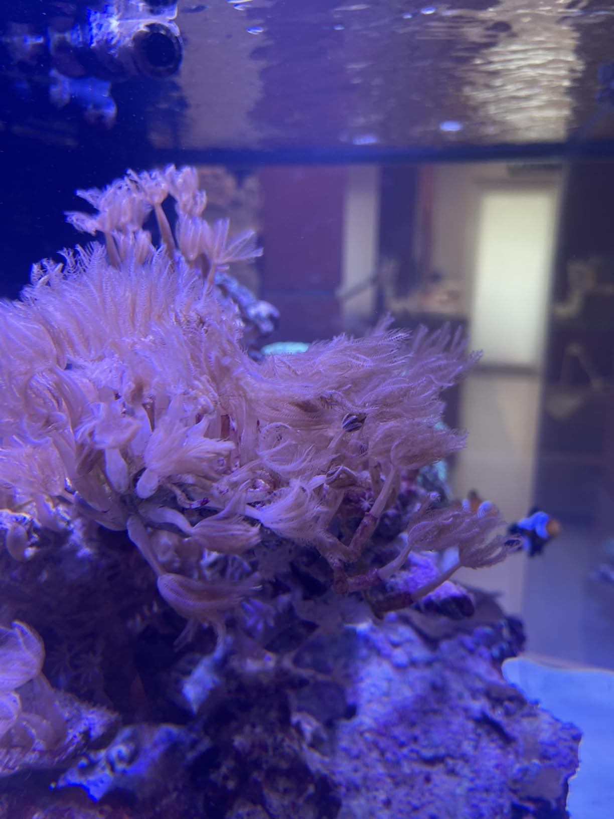 Seachem Reef Iodide 250ml customer photo 1