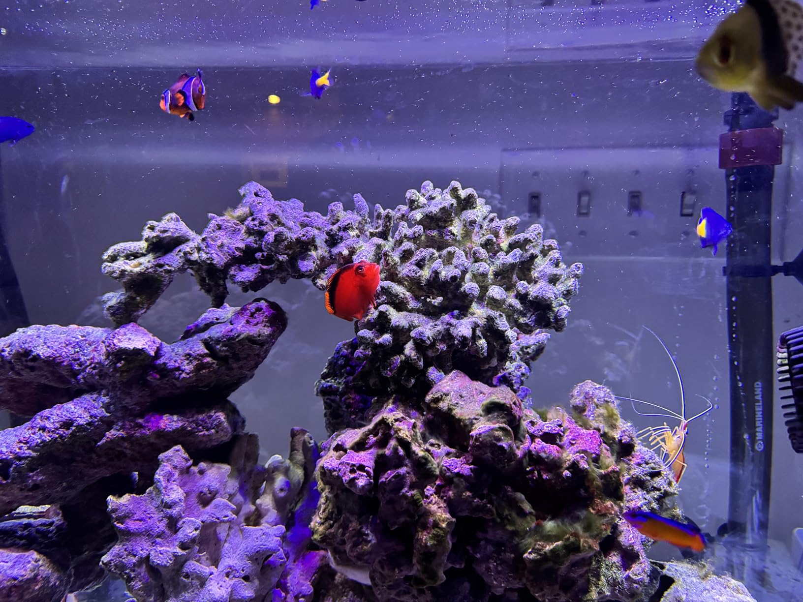 Instant Ocean Reef Crystals Reef Salt for Reef Aquariums, 200 Gallons customer photo 1
