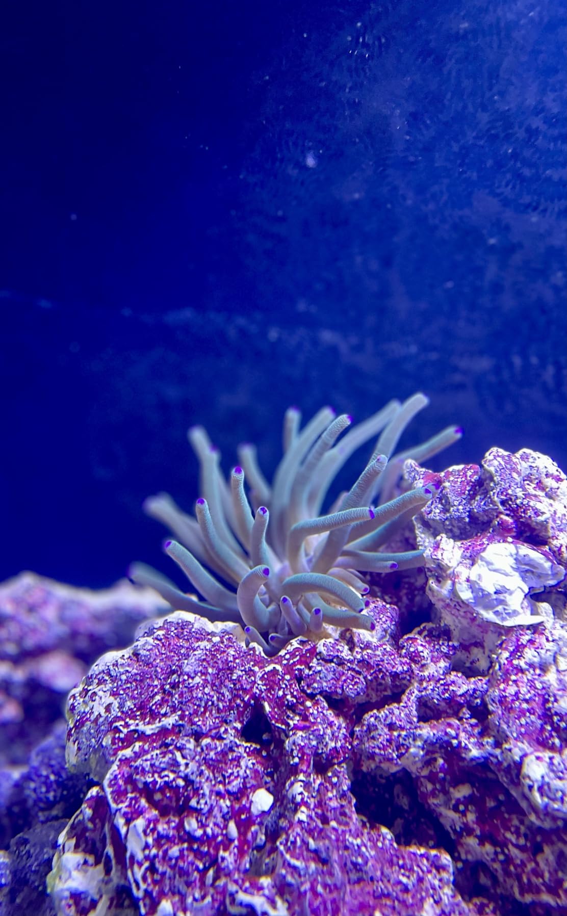 Instant Ocean Reef Crystals Reef Salt for Reef Aquariums, 200 Gallons customer photo 2