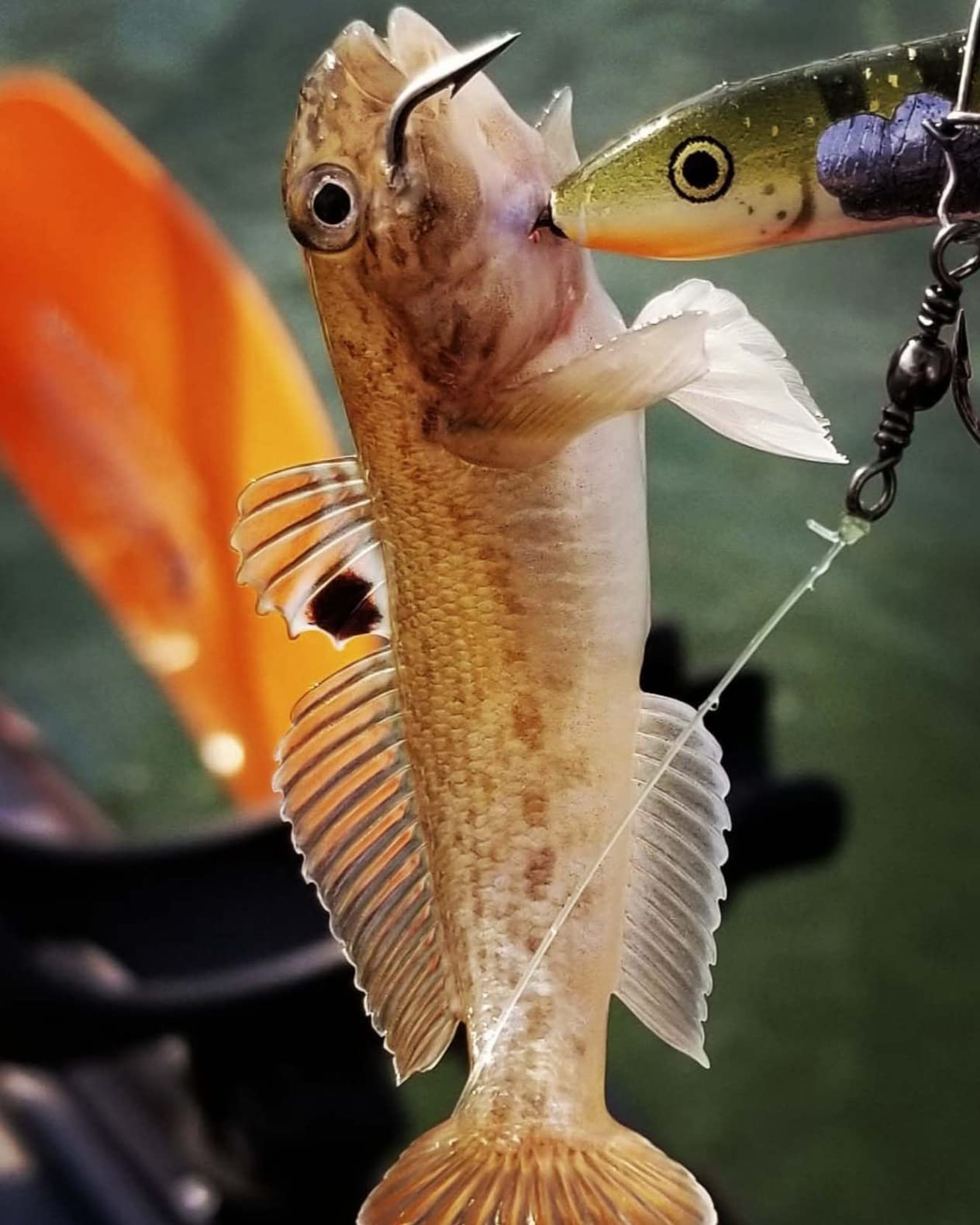 Rapala Rapala Jigging Rap customer photo 1