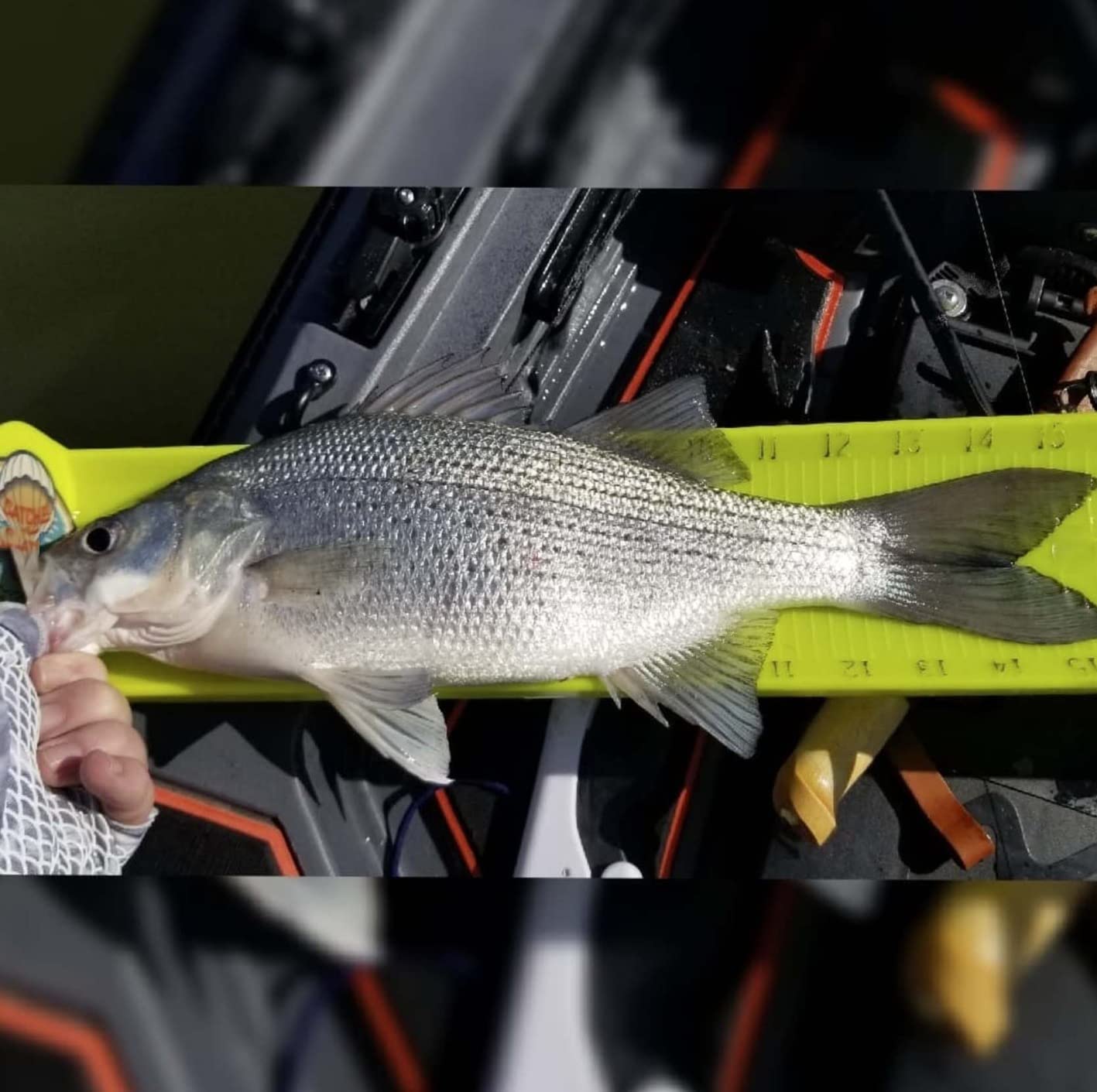 Rapala Rapala Jigging Rap customer photo 2