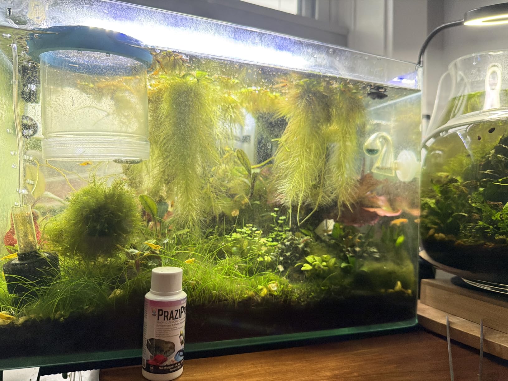 Aquarium Solutions® Liquid PraziPro® Parasite Treatment for Aquarium Fish, 1 fl. oz (29 mL) customer photo 1