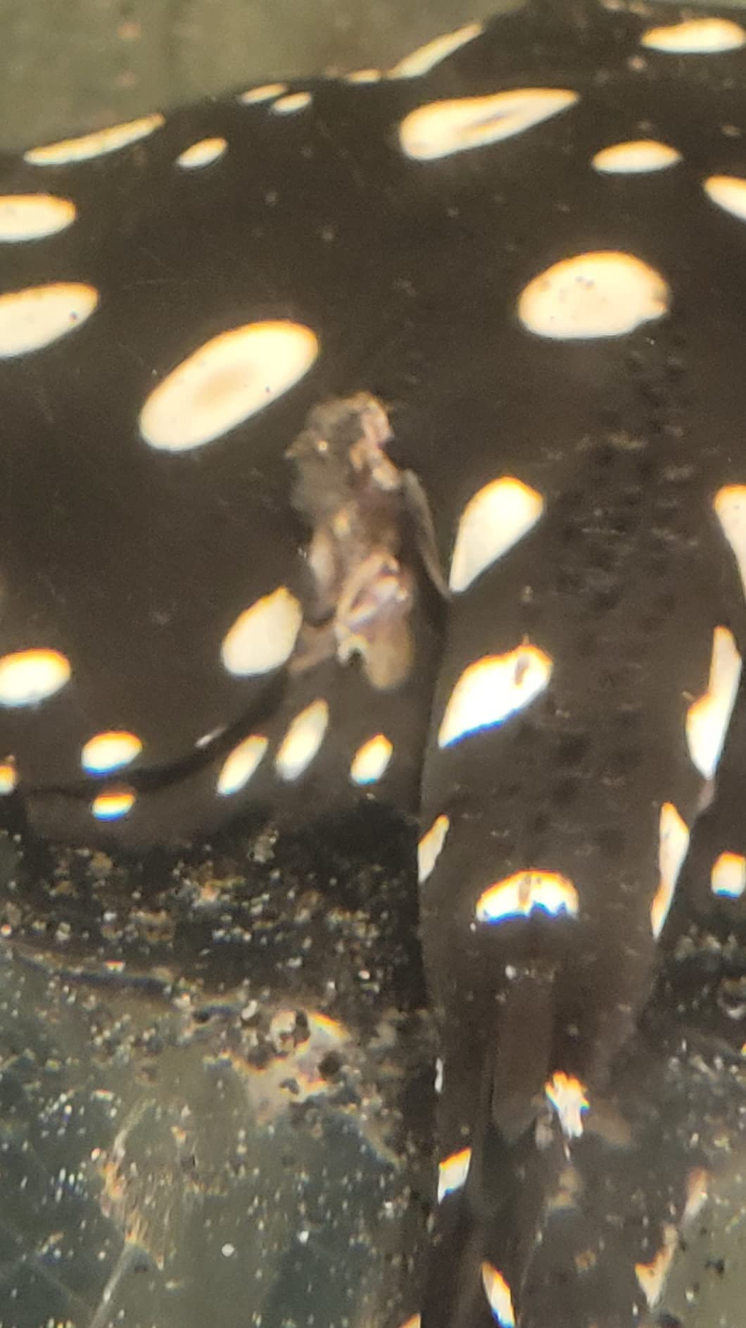 Aquarium Solutions® Liquid PraziPro® 16 o.z., Parasite Treatment for Aquarium Fish customer photo 1