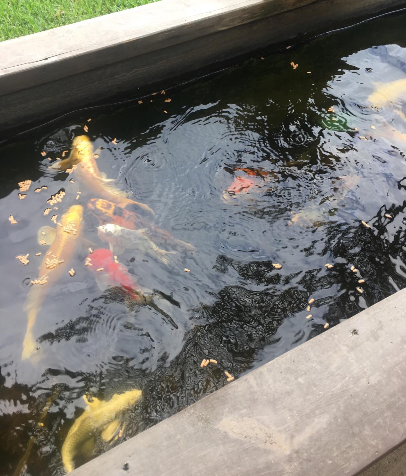 TetraPond Spring & Fall Diet Floating Pond Sticks, 1.72-Pound customer photo 1