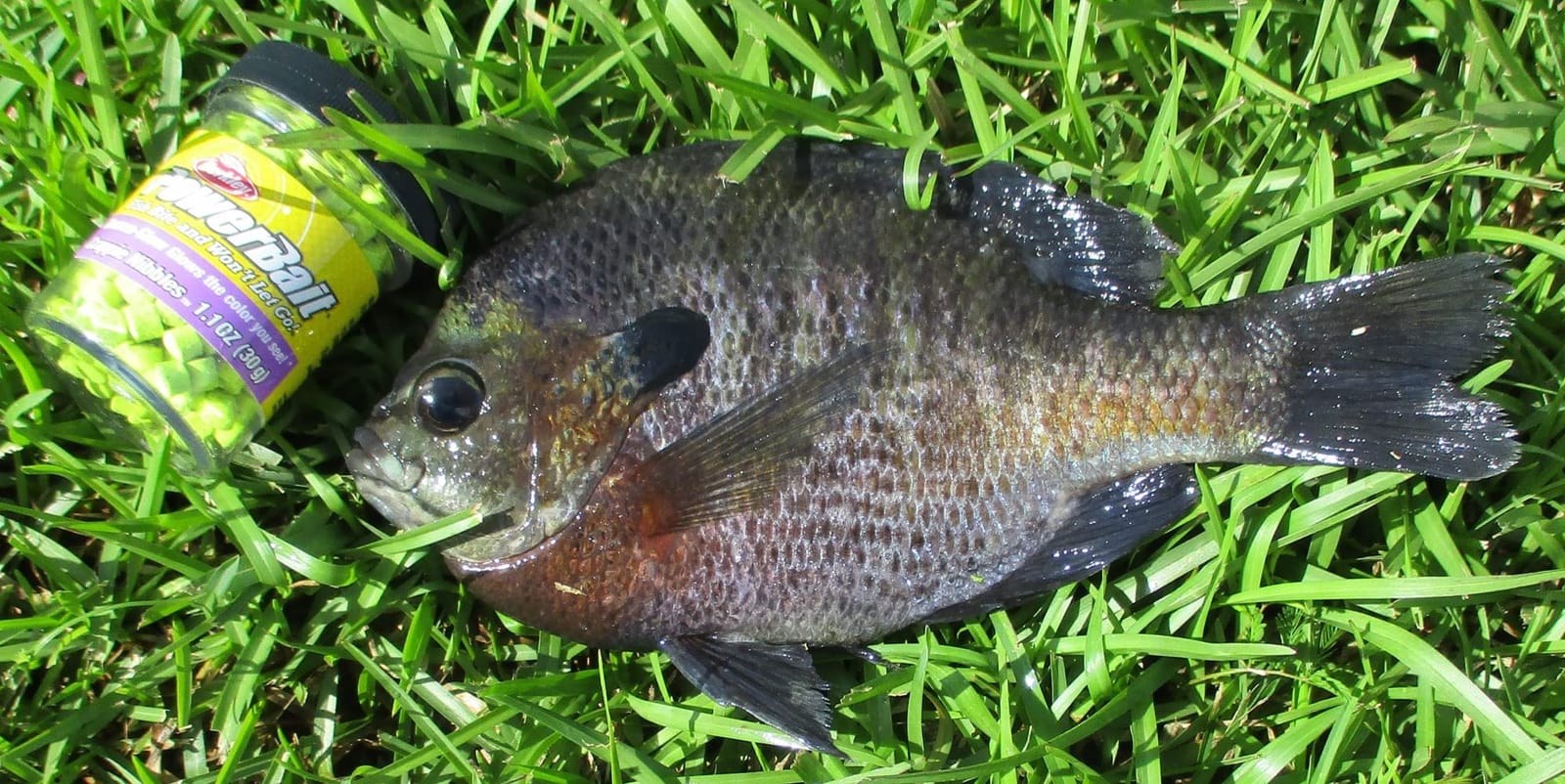 Berkley PowerBait Crappie Nibbles Dough Fishing Bait customer photo 1