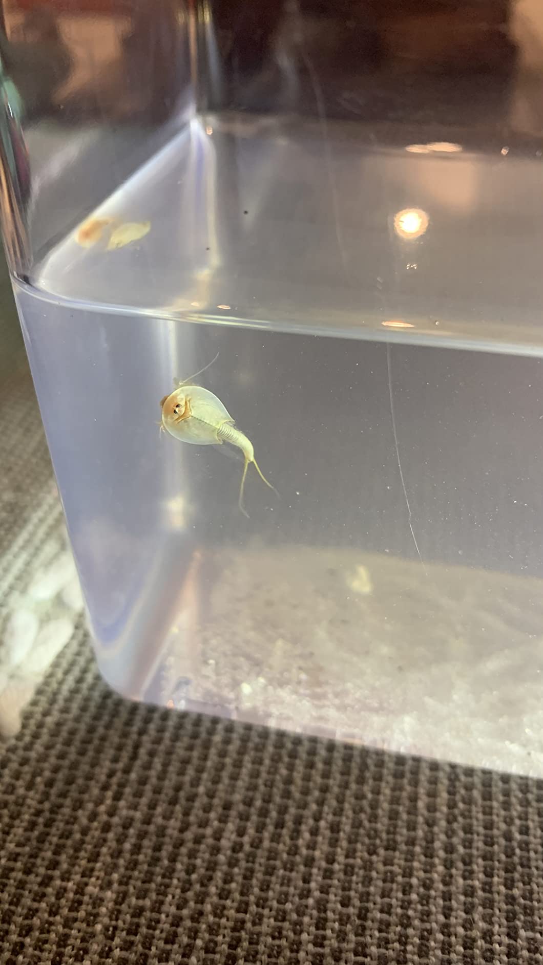 Triops Triassic Triops Eggs and Nutrient customer photo 1