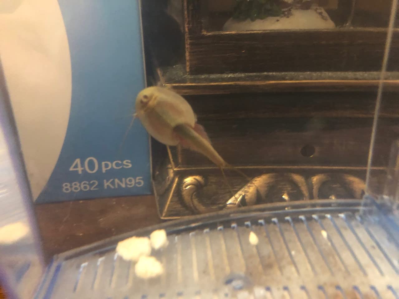 Triops Triassic Triops Eggs and Nutrient customer photo 2