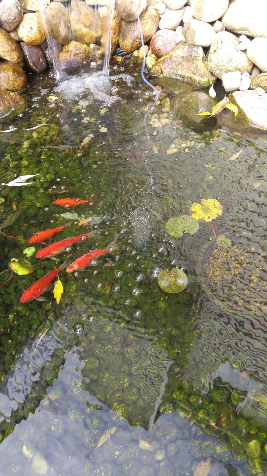 Laguna Aeration Kit for Ponds - Includes Pump, 30 ft customer photo 2