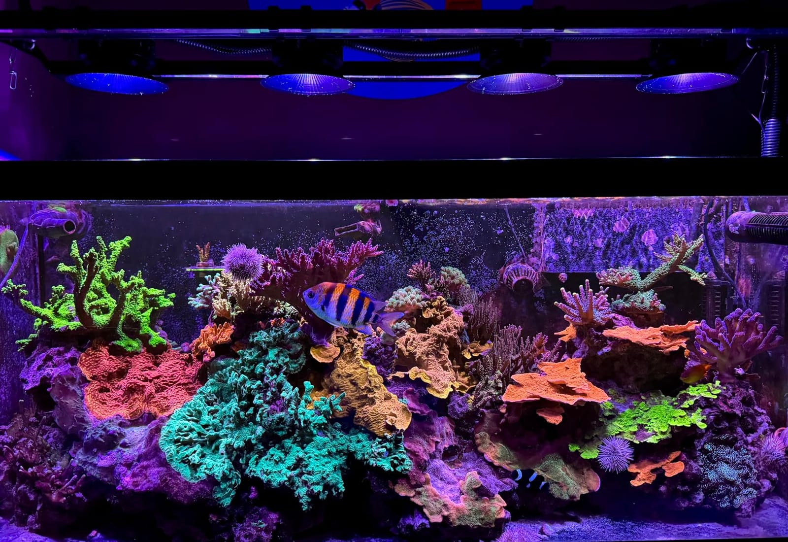 Instant Ocean Reef Crystals Reef Salt for Reef Aquariums, 160 Gallons customer photo 2