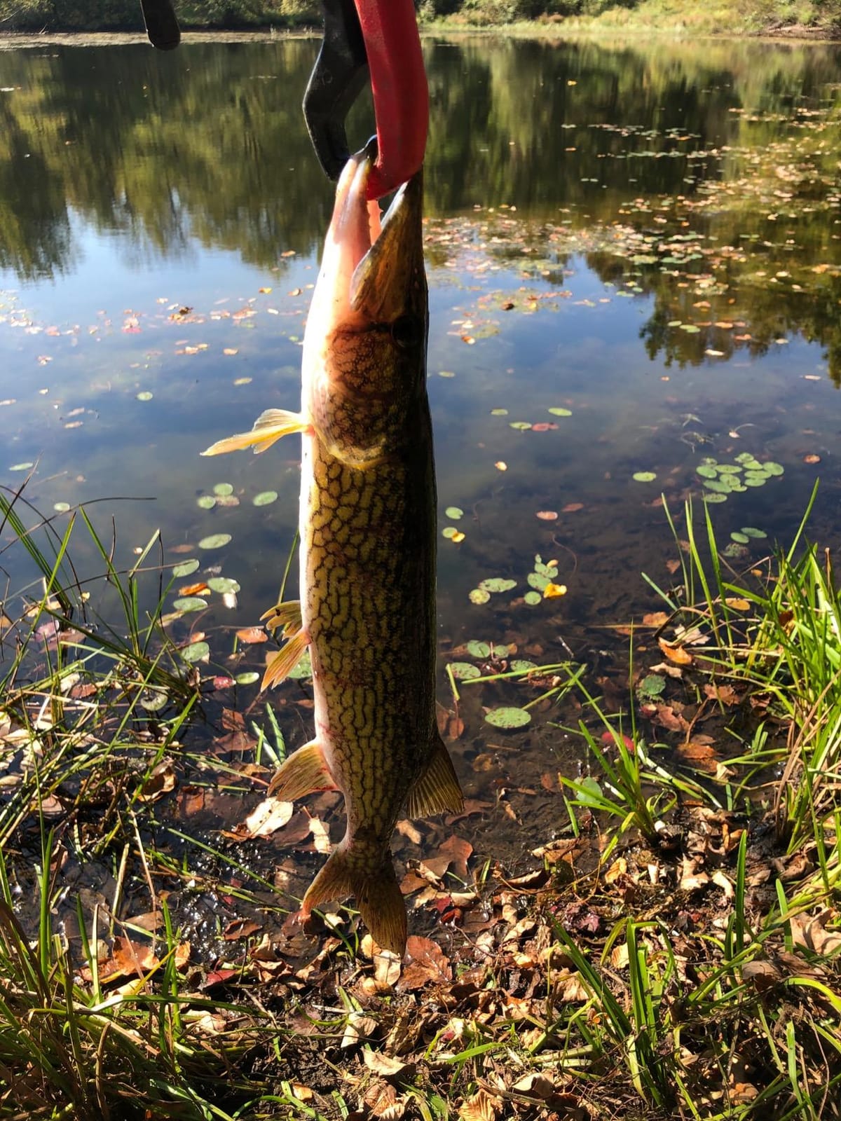 Heddon Heddon Super Spook customer photo 1