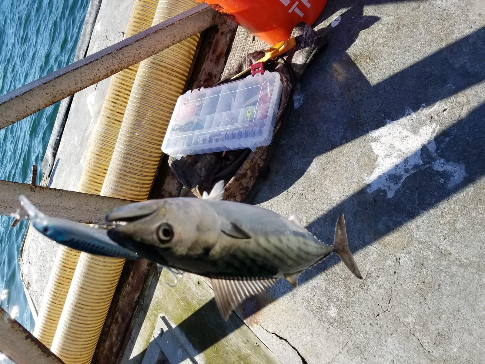 Rapala X-Rap Saltwater Fishing Lure customer photo 1