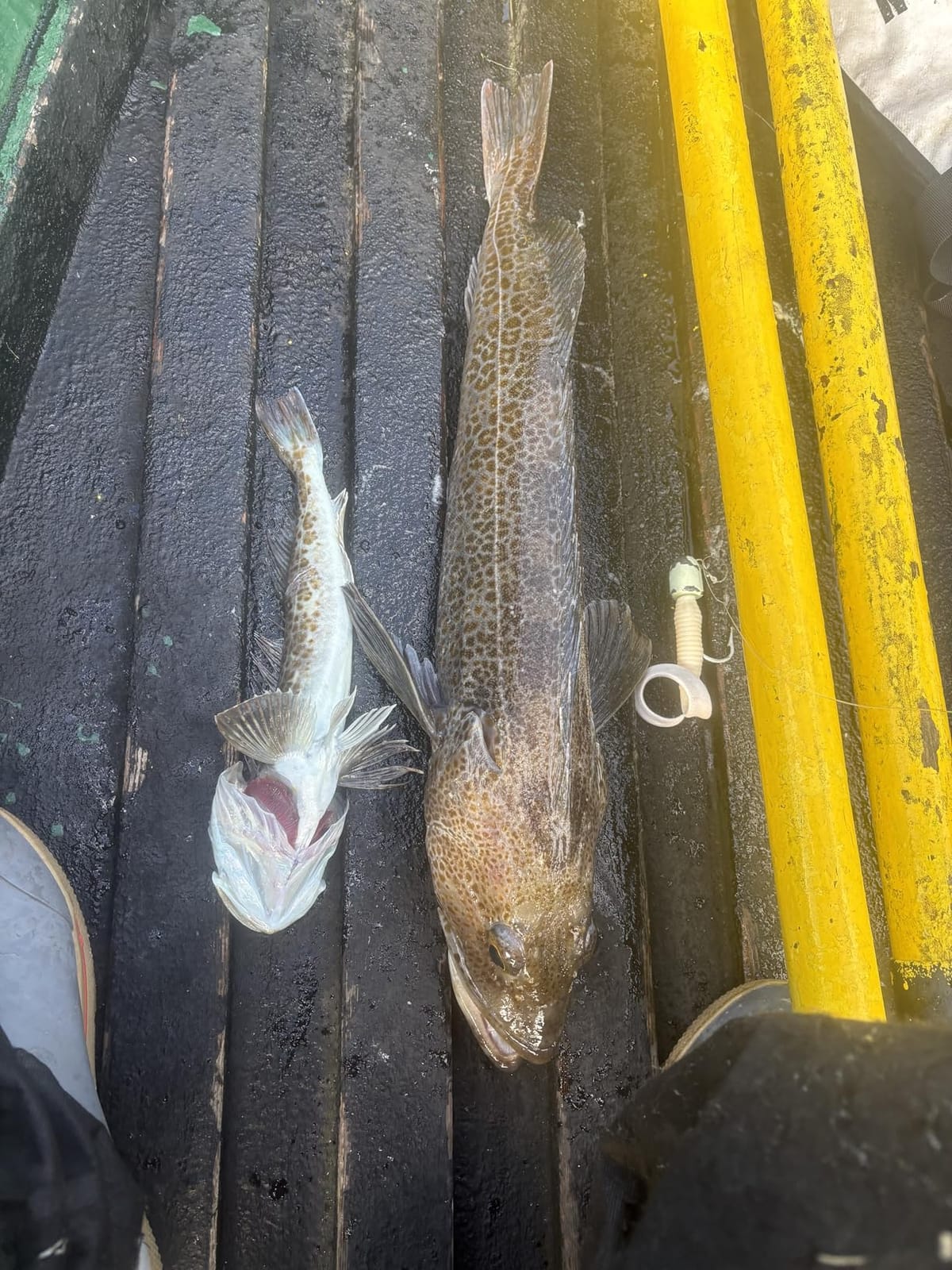 Berkley Gulp! Grub Saltwater Fishing Soft Bait customer photo 2