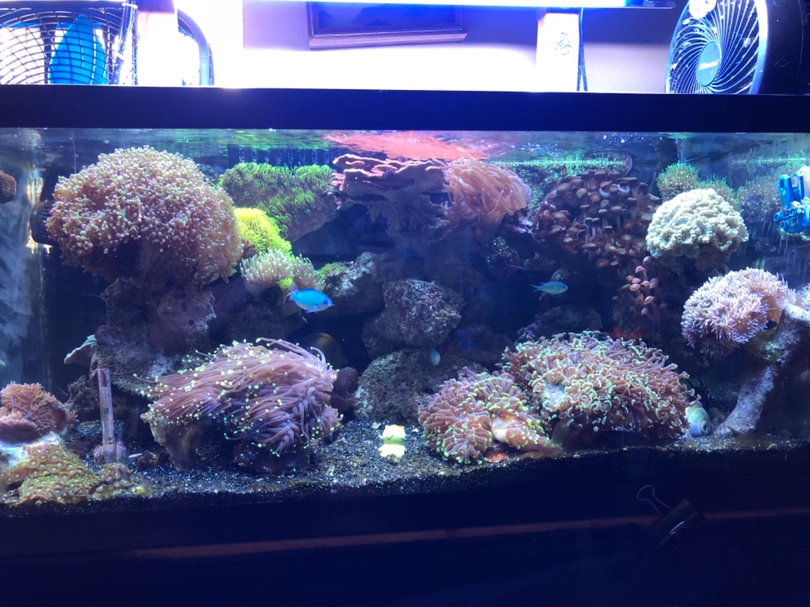 Red Sea Coral Pro Reef Salt Mix Small Bucket - Makes 55 Gallons Complete Marine Saltwater Aquarium Advanced Formula Optimal Coral Health & Stability customer photo 2
