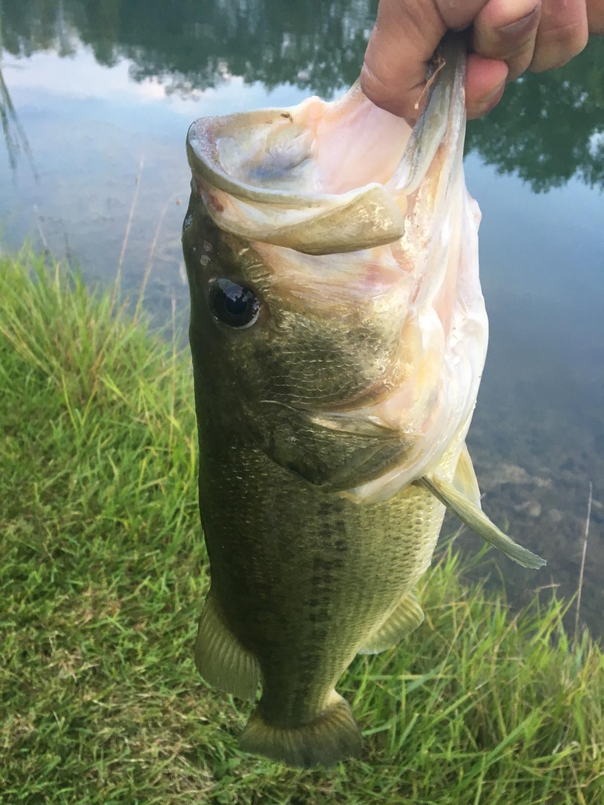Booyah BYB38-608 Buzz Bait, 3/8-Ounce, Black/Black Alum Clacker, Model:BYB38608 customer photo 1
