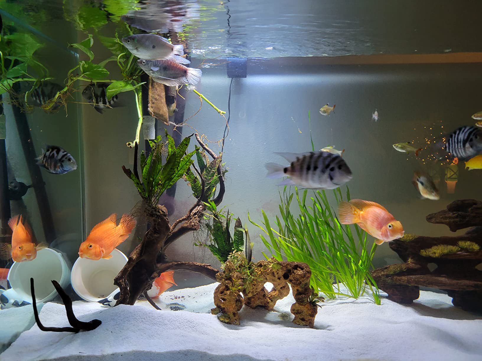 Fluval Pre-Filter Media, Mechanical Filter Media for Aquariums, Ceramic Rings, 26.45 oz., A1470 customer photo 2