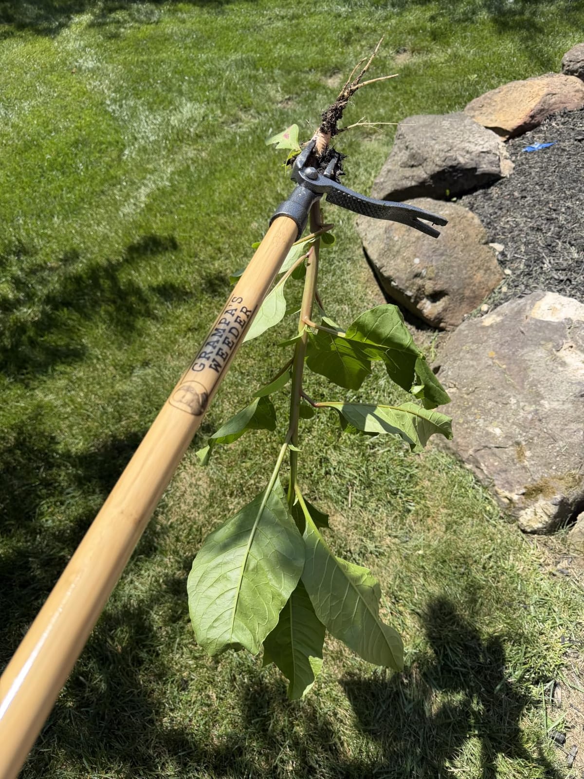 Grampa's Weeder Original Stand Up Weed Puller Tool with Bamboo Long Handle customer photo 2