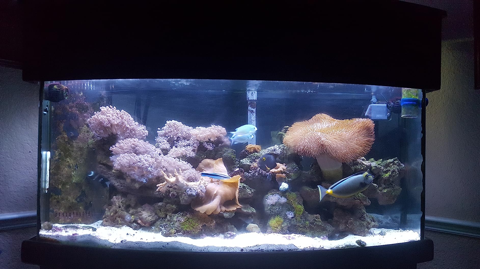 Brightwell Aquatics Magnesion Ionic Magnesium for Reef Aquariums, 250 ml customer photo 1