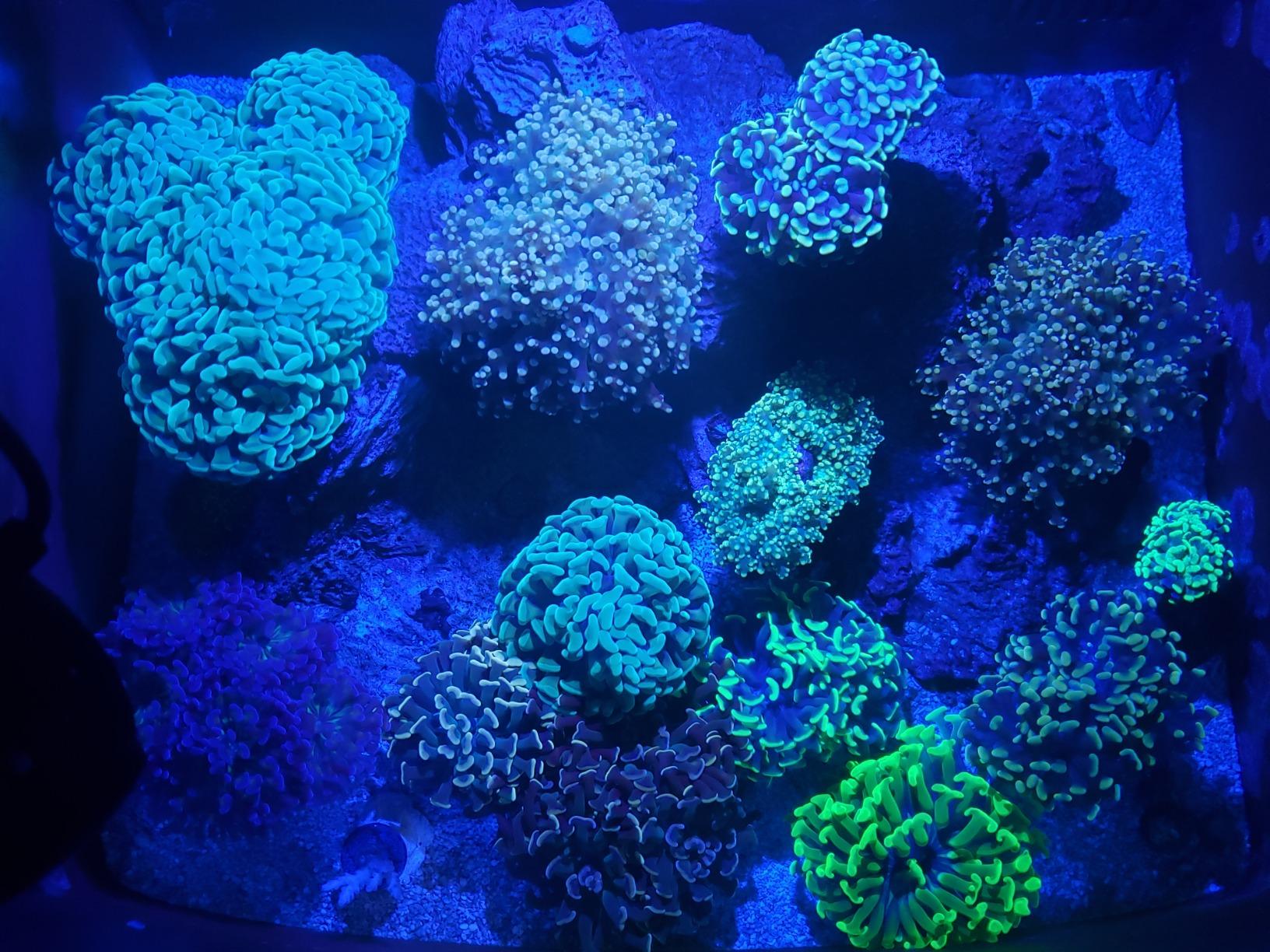Brightwell Aquatics Magnesion Ionic Magnesium for Reef Aquariums, 250 ml customer photo 2