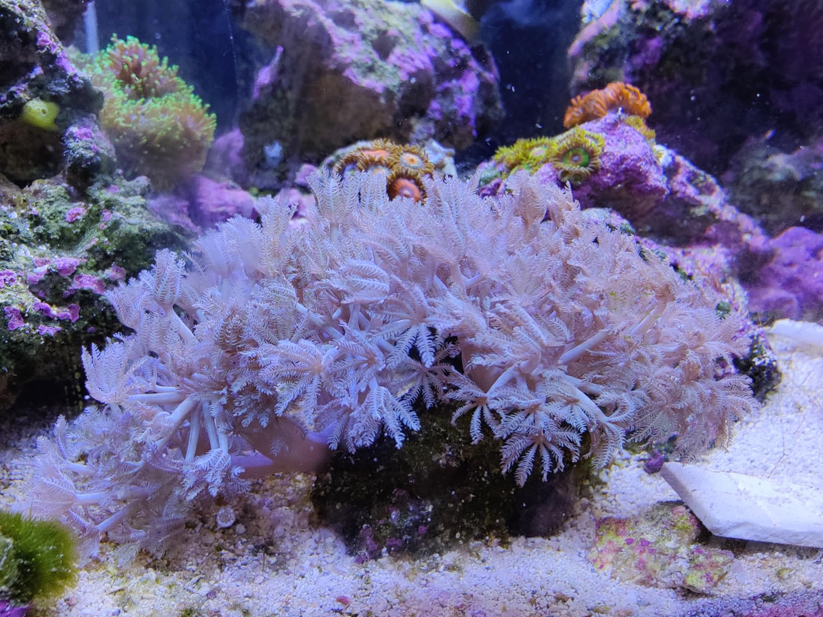 Brightwell Aquatics CoralAmino Coral Amino Acid Reef Supplement, 30ml customer photo 2