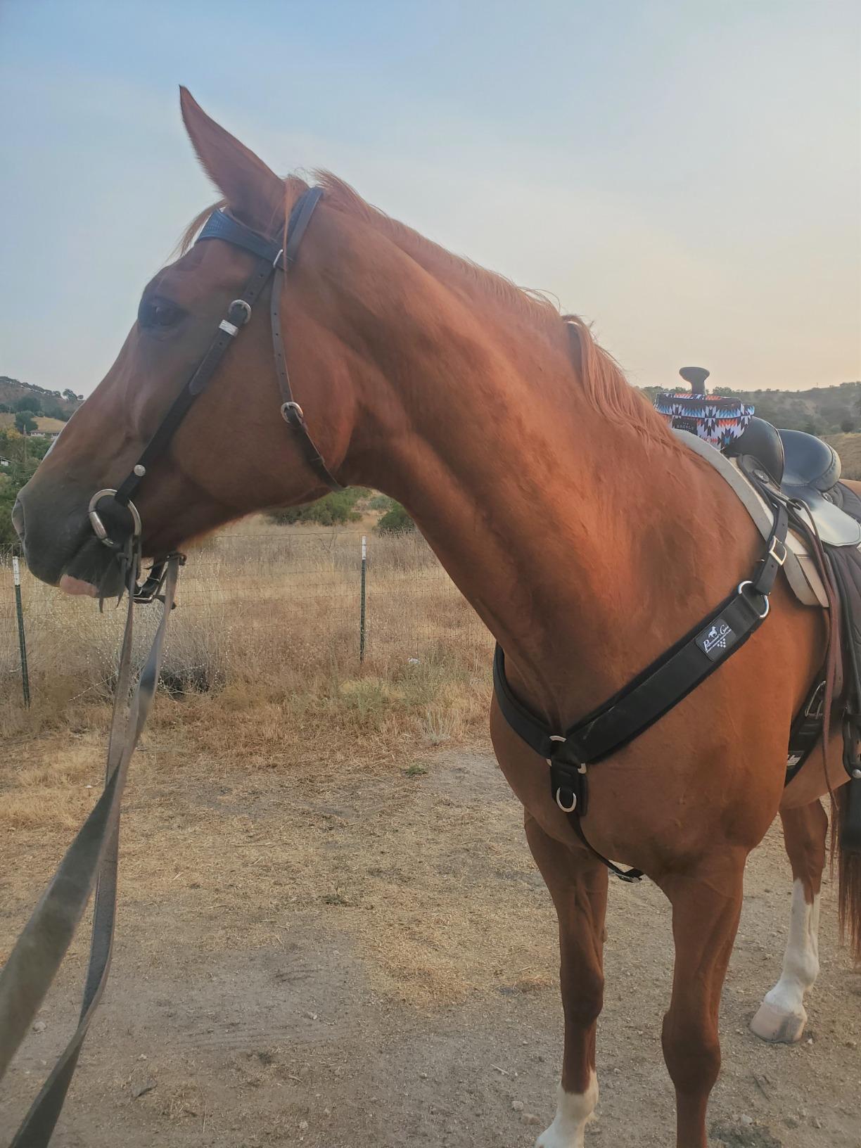 PROFESSIONAL'S CHOICE SMX Neoprene Horse Breast Collar customer photo 2